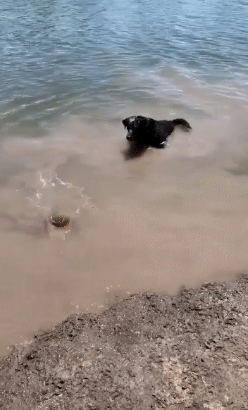 Rachelle & Remington - swimming and playing fetch. black lab swimming.